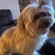 Sophia joined the competition — help win amazing prizes! animal, black_nose, close_up, cute, dark_eyes, dog, fluffy, home, indoors, leather_chair, living_room, long_hair, pet, portrait, scruffy, shaggy_coat, sitting, small_dog, tan_fur, white_fur