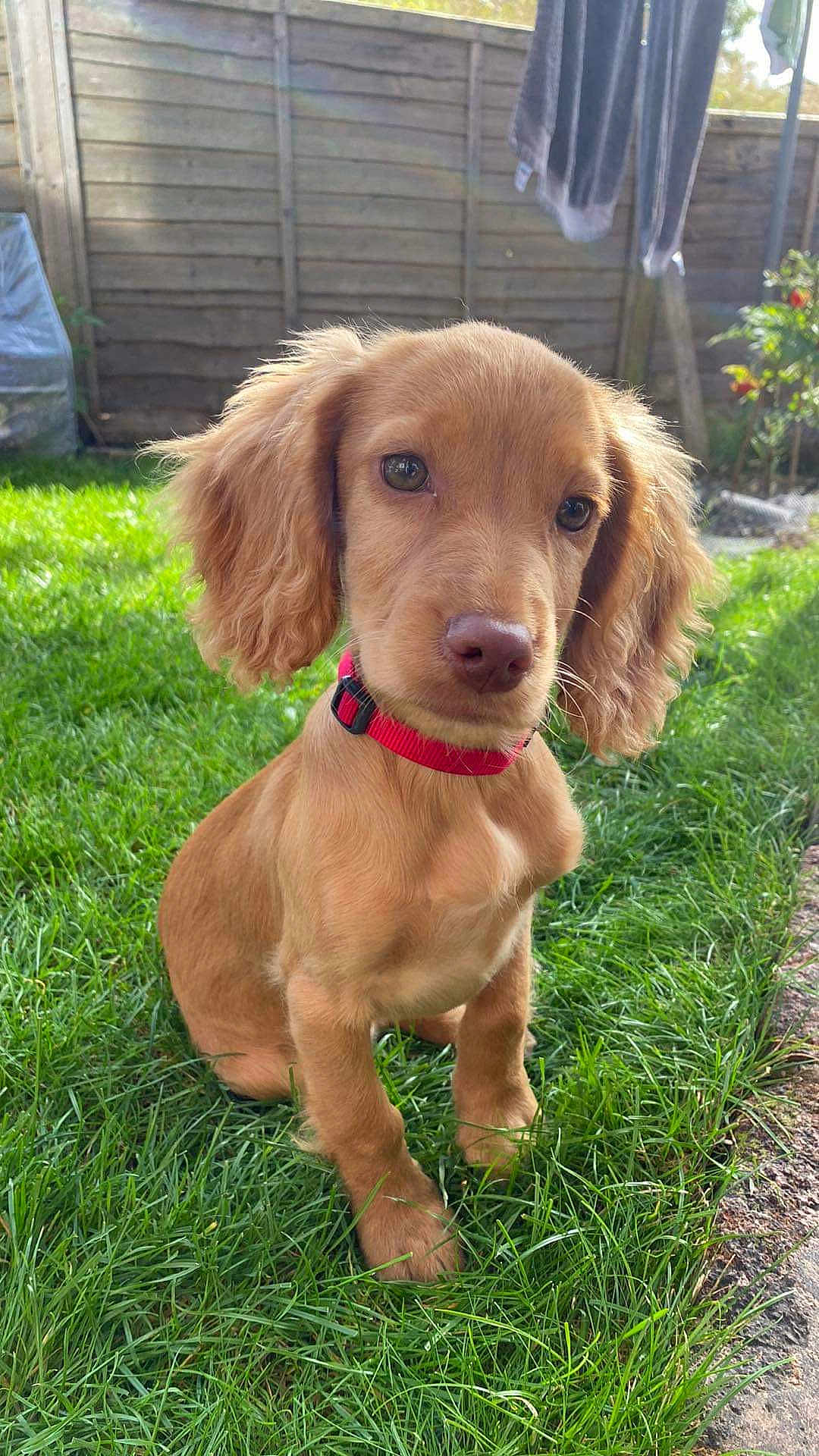 Willow