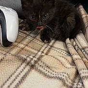 Paillette a rejoint le concours — aidez-le/la à gagner de superbes lots ! kitten, black_cat, tongue_out, plaid_blanket, game_controller, cozy, indoor, pet, cute, small, furry, animal, resting, young, fur, whiskers, ears, eyes, soft, comfort