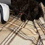 animal, black_cat, comfort, cozy, cute, ears, eyes, fur, furry, game_controller, indoor, kitten, pet, plaid_blanket, resting, small, soft, tongue_out, whiskers, young