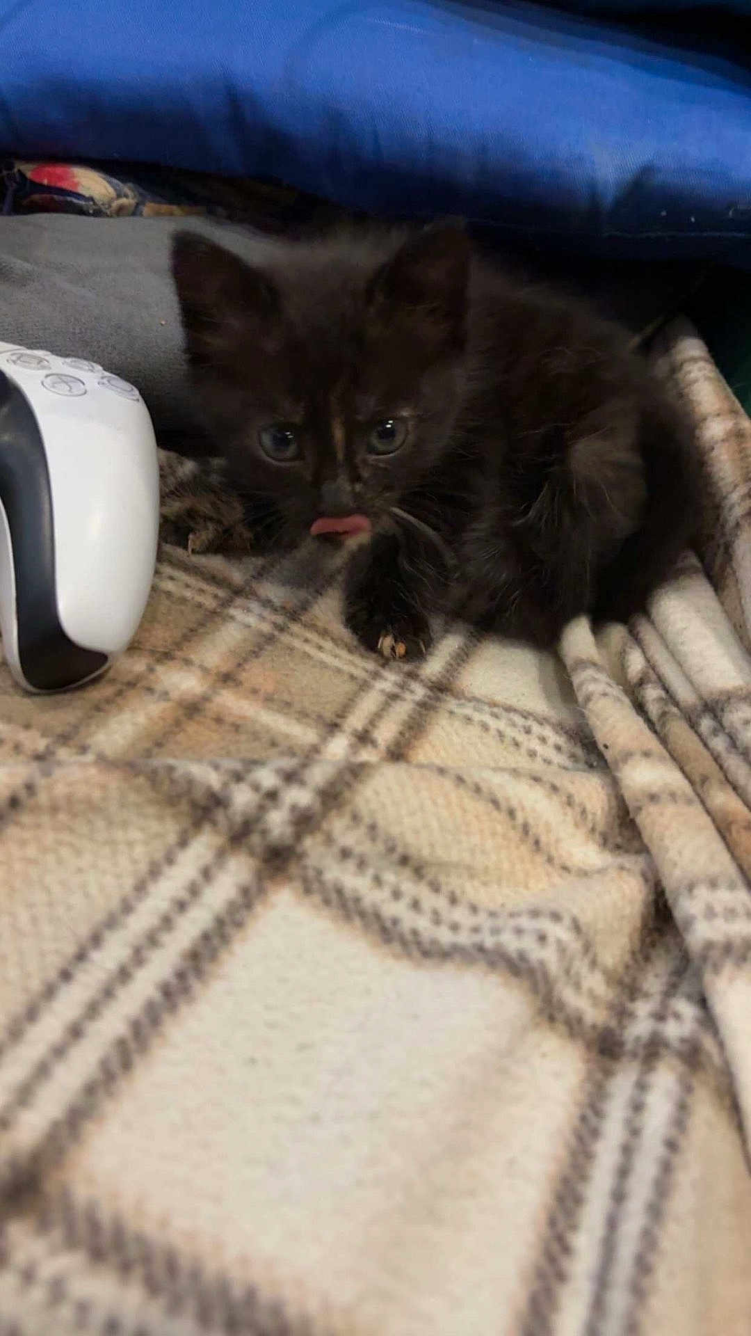 Paillette a rejoint le concours — aidez-le/la à gagner de superbes lots ! kitten, black_cat, tongue_out, plaid_blanket, game_controller, cozy, indoor, pet, cute, small, furry, animal, resting, young, fur, whiskers, ears, eyes, soft, comfort