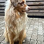alert, animal, brown, calm, canine, companion, dog, domestic_animal, fluffy, fur, mammal, natural_light, outdoor, pavement, pet, side_view, sitting, stone, white, wooden_fence