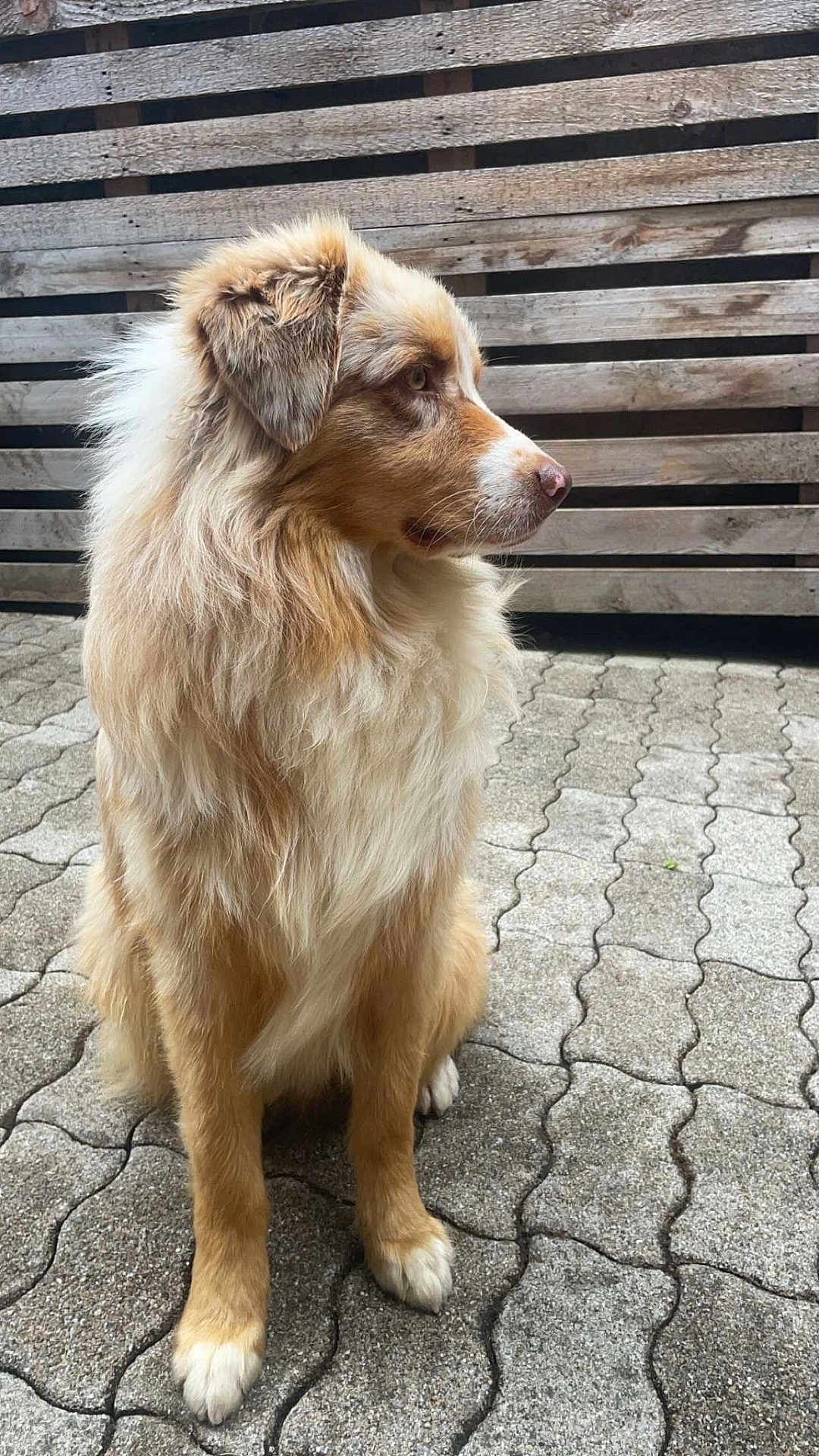 Vlad
