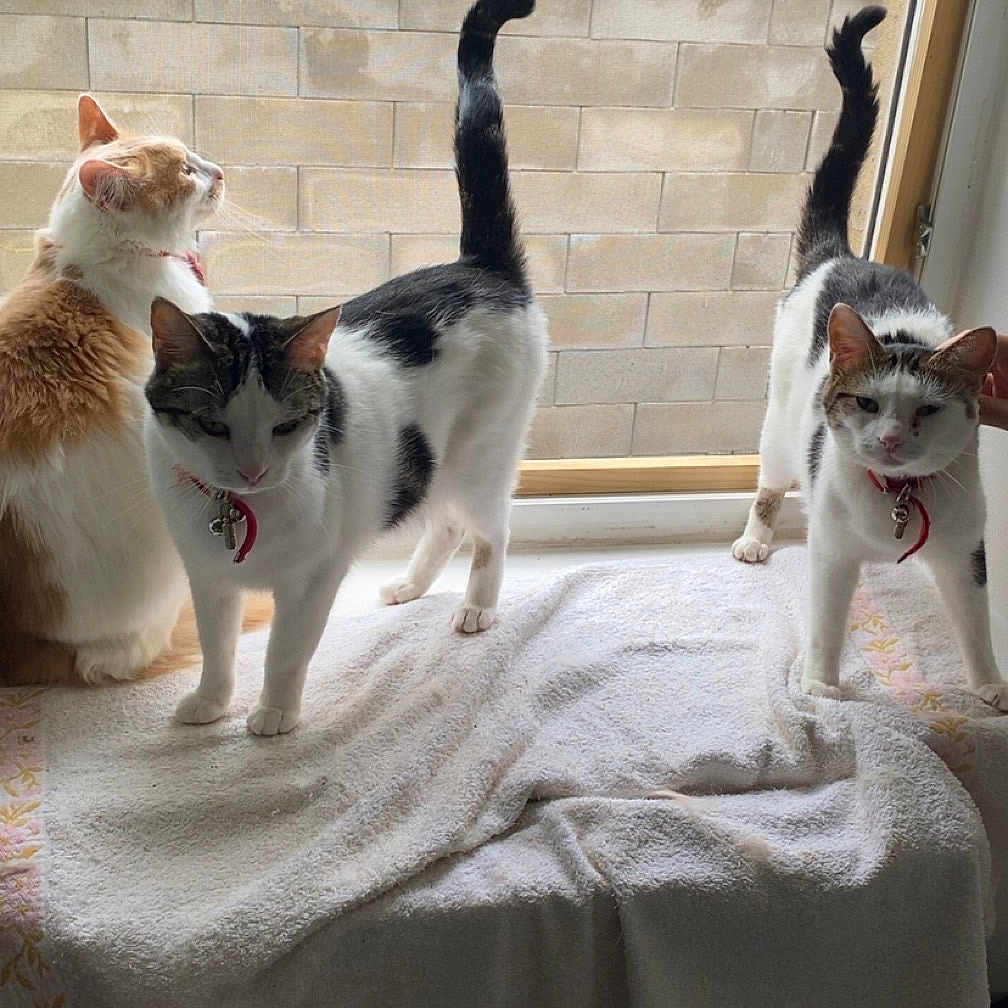 Tia a rejoint le concours — aidez-le/la à gagner de superbes lots ! alert, black_and_white_cat, brick_wall, cat, chair, collar, curtain, domestic_animal, feline, fur, houseplant, indoor, orange_cat, pet, sunlight, table, tail_up, towel, whiskers, window
