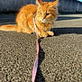 cat, ginger_cat, orange_cat, pet, feline, leash, pink_leash, pavement, asphalt, outdoor, sunlit, whiskers, fur, ears, portrait, close_up, shadow, sky, wall, residential
