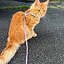 cat, ginger_cat, pet, leash, harness, outdoor, pavement, concrete_wall, plants, tail, whiskers, ears, sitting, portrait, animal, domestic_cat, fur, orange, closeup, companion