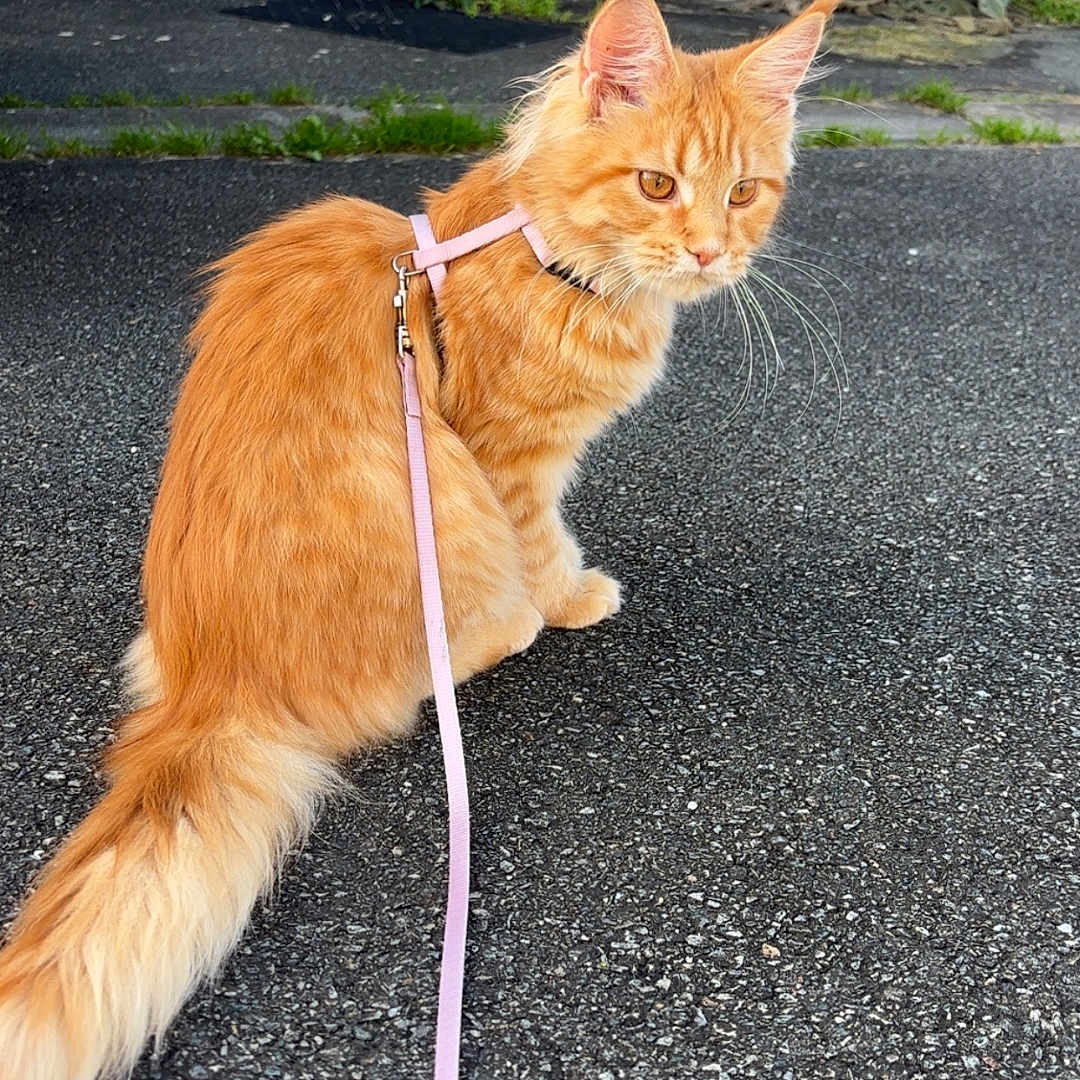 Anka participe au concours pour gagner de l'argent avec cette photo : animal, cat, closeup, companion, concrete_wall, domestic_cat, ears, fur, ginger_cat, harness, leash, orange, outdoor, pavement, pet, plants, portrait, sitting, tail, whiskers