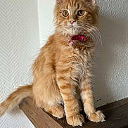 Anka a rejoint le concours — aidez-le/la à gagner de superbes lots ! cat, kitten, orange_cat, indoor, mantel, wooden_surface, collar, whiskers, paws, sitting, portrait, fur, brick, wall, cute, curious, pet, feline, mammal, long_haired