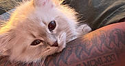 Larry is registered to the contest to win money with this photo: kitten, cat, tattoo, arm, fur, closeup, pet, animal, cute, cozy, warm_light, indoor, resting, soft, whiskers, young, comfort, relaxation, human, feline