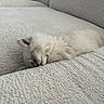 Larry is registered to the contest to win money with this photo: kitten, cat, sleeping, couch, furniture, fluffy, white, pet, indoor, cozy, rest, nap, cute, soft, domestic_animal, animal, fur, relaxing, quiet, home