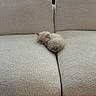 Larry is registered to the contest to win money with this photo: kitten, cat, sleeping, couch, beige, furniture, indoor, pet, cozy, small, fluffy, nap, resting, cute, domestic_animal, living_room, soft, quiet, relaxed, home