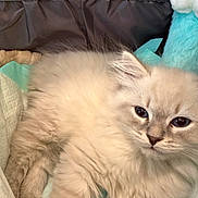 Larry is registered to the contest to win money with this photo: kitten, cat, fluffy, light_colored, pet, animal, cute, soft, indoor, plush_toy, blue, relaxed, sleepy, fur, whiskers, paw, close_up, cozy, young, domestic_cat