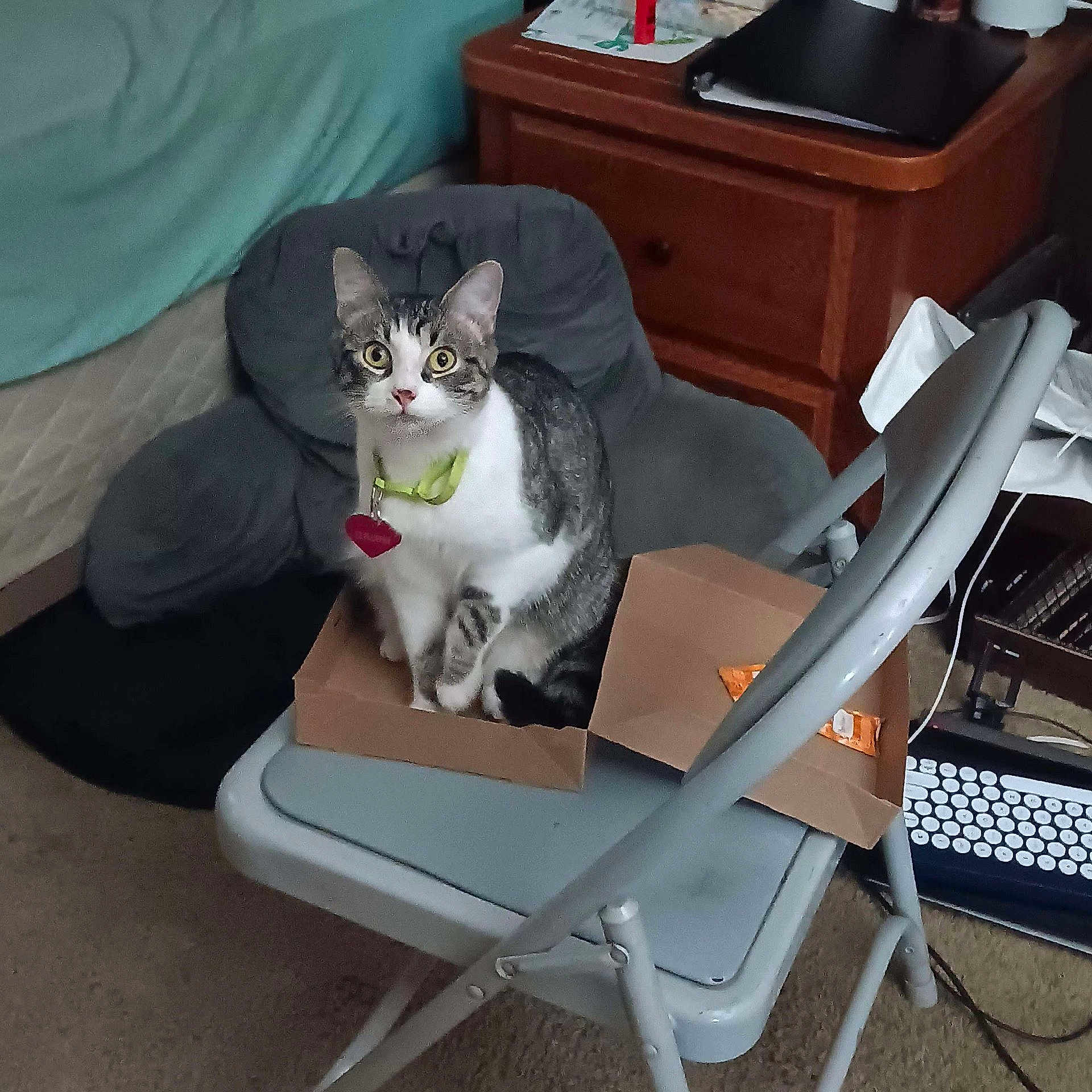 Liutenant Flopper joined the competition — help win amazing prizes! animal, cardboard_box, carpet, cat, chair, collar, curious, cushion, floor, folding_chair, heart_shaped_tag, home, indoor, keyboard, pet, sitting, small_box, tabby_cat, wide_eyes, wooden_furniture