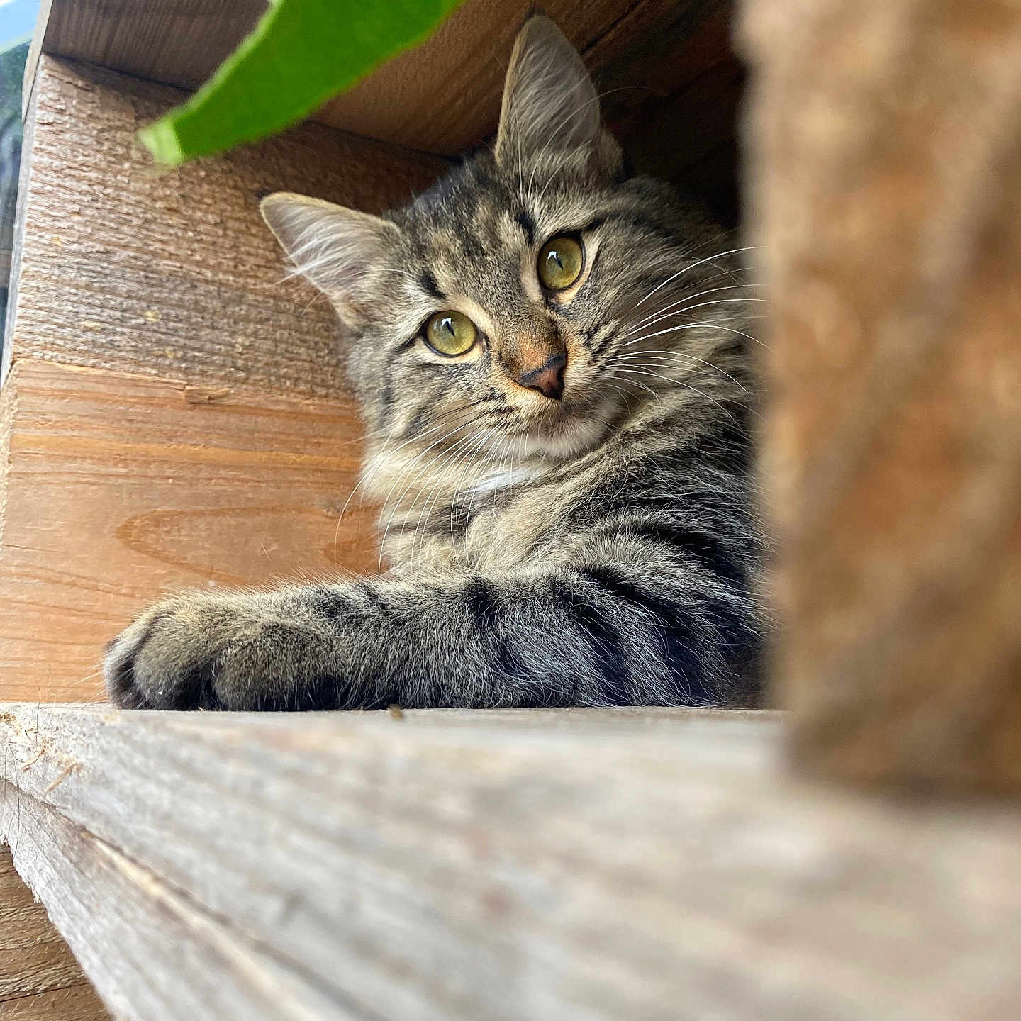 Mahaut participe au concours pour gagner de l'argent avec cette photo : animal, brown, cat, closeup, comfortable, cozy, curious, eyes, fur, indoor, leaf, nature, pet, portrait, relaxed, shelf, tabby, texture, whiskers, wood