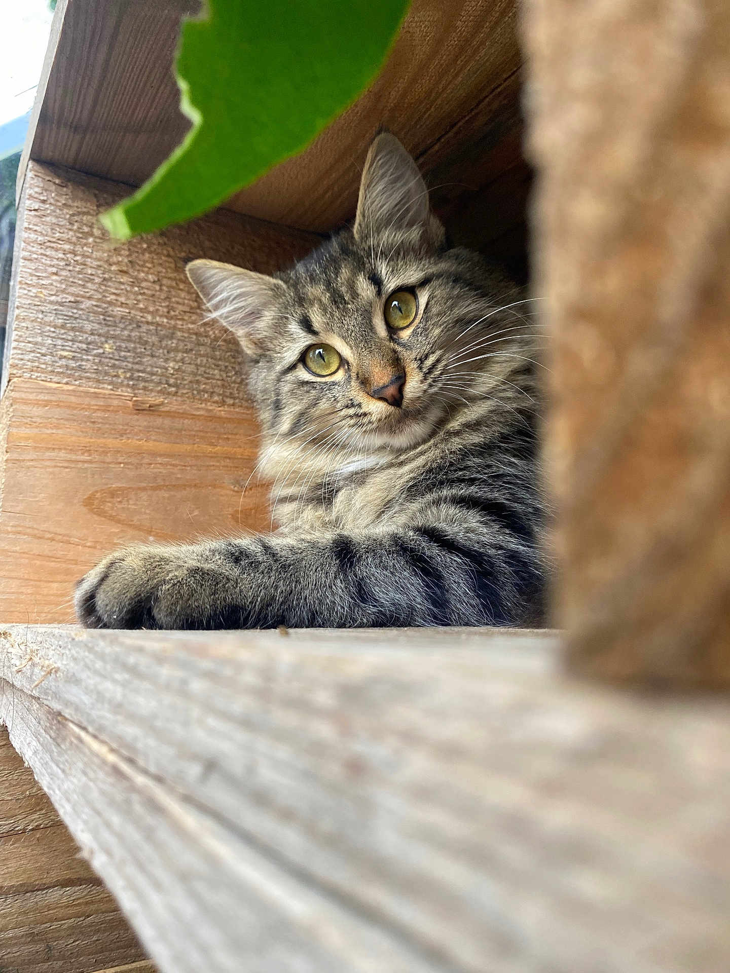 Mahaut participe au concours pour gagner de l'argent avec cette photo : animal, brown, cat, closeup, comfortable, cozy, curious, eyes, fur, indoor, leaf, nature, pet, portrait, relaxed, shelf, tabby, texture, whiskers, wood