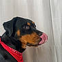 animal, bandana, black_and_tan, canine, companion, cute, dog, domestic_animal, ears, friendly, fur, indoor, looking_away, mammal, pet, portrait, red_bandana, side_profile, snout, tongue_out