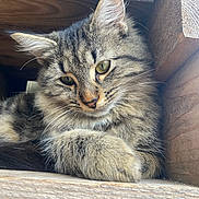 Mahau participe au concours pour gagner de l'argent avec cette photo : animal, cat, closeup, cozy, cute, domestic_animal, ears, feline, fur, looking_down, mammal, natural_light, paw, pet, portrait, resting, sleepy, tabby, whiskers, wood