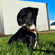 Leky a rejoint le concours — aidez-le/la à gagner de superbes lots ! dog, black_dog, collar, grass, outdoor, sunlight, blue_sky, building, pet, animal, nature, daylight, canine, resting, close_eyes, greenery, fence, quiet, peaceful, background