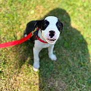 Luna is registered to the contest to win money with this photo: puppy, dog, black_and_white, leash, grass, outdoor, pet, young, cute, animal, canine, walking, summer, sunlight, shadow, nature, playing, small, adorable, companion