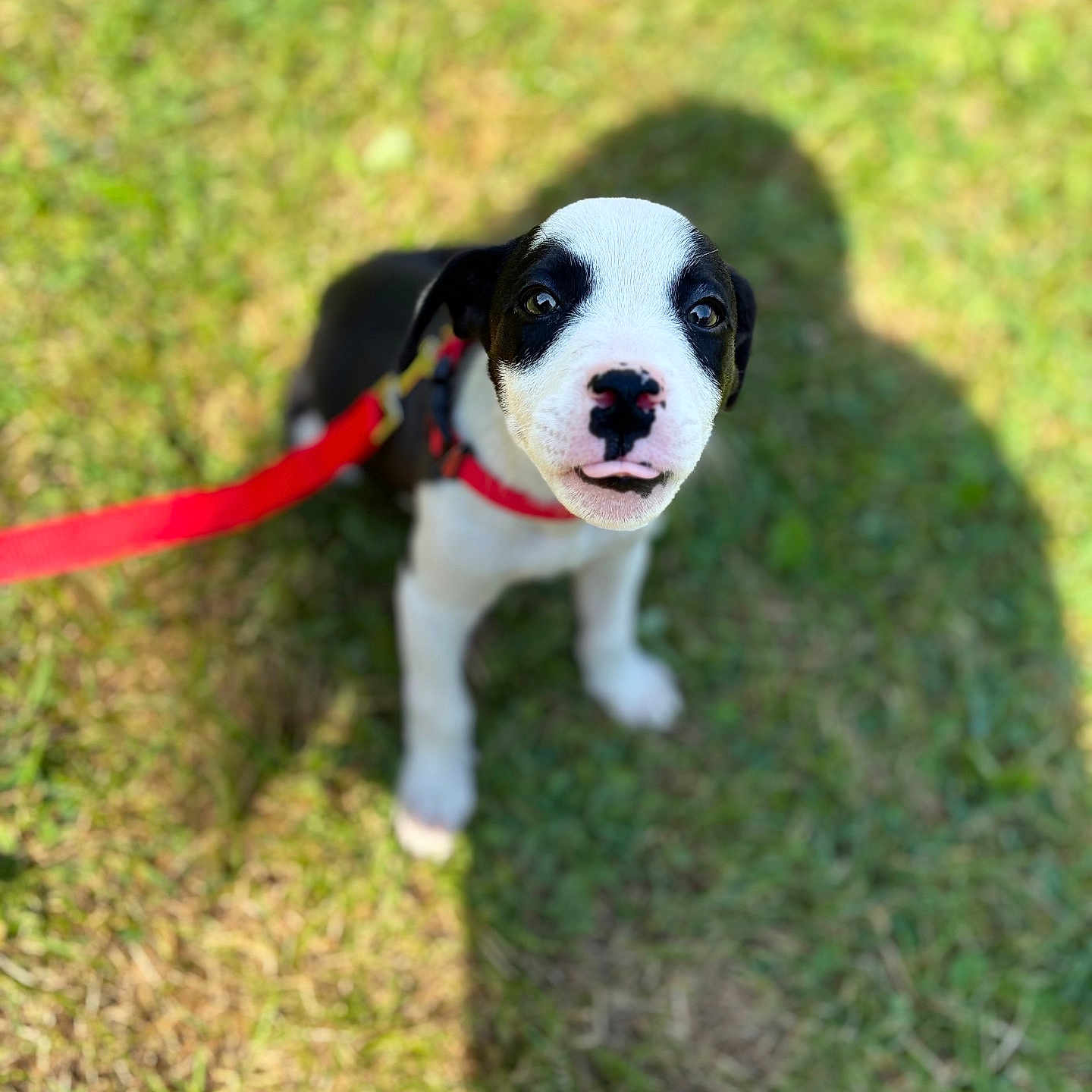 Luna is registered to the contest to win money with this photo: adorable, animal, black_and_white, canine, companion, cute, dog, grass, leash, nature, outdoor, pet, playing, puppy, shadow, small, summer, sunlight, walking, young