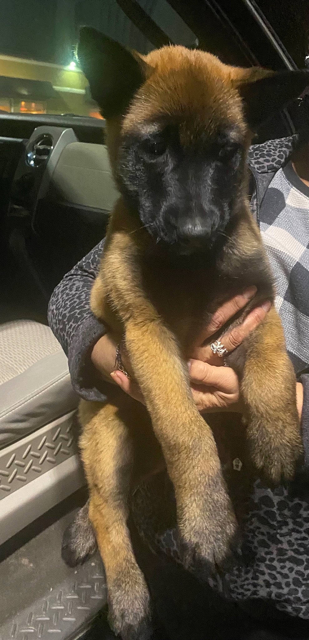 Kira joined the competition — help win amazing prizes! car, car_seat, carnivore, companion_dog, dog, dog_breed, ear, family_car, fawn, fur, gesture, luxury_vehicle, mammal, personal_luxury_car, snout, sporting_group, steering_wheel, vehicle_door, vertebrate, working_animal