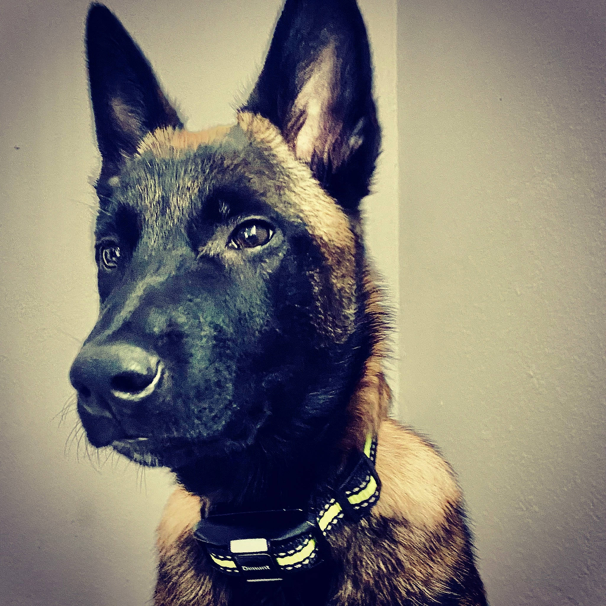 Kira is registered to the contest to win money with this photo: art, canidae, carnivore, collar, companion_dog, dog, dog_breed, dog_collar, electric_blue, fur, guard_dog, herding_dog, metal, snout, sporting_group, square, visual_arts, whiskers, working_animal, working_dog