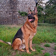 Unix participe au concours pour gagner de l'argent avec cette photo : alert, animal, building, canine, daytime, dog, ears, fence, german_shepherd, grass, mammal, nature, outdoor, pet, rural, sitting, stone_wall, tongue, tree, watchful