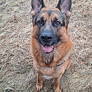 Unix participe au concours pour gagner de l'argent avec cette photo : alert, animal, brown, canine, cute, dog, ears, friendly, fur, german_shepherd, grass, happy, looking, muzzle, nature, outdoor, pet, portrait, sitting, tongue