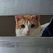 Gussie Mae is registered to the contest to win money with this photo: bed, cat, close_up, curious, cute, domestic_animal, ears, fabric, feline, fur, indoor, metal_slats, nose, orange_and_white_cat, peeking, pet, portrait, staring, whiskers, wide_eyes