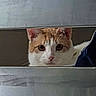 bed, cat, close_up, curious, cute, domestic_animal, ears, fabric, feline, fur, indoor, metal_slats, nose, orange_and_white_cat, peeking, pet, portrait, staring, whiskers, wide_eyes