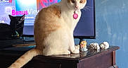 Gussie Mae is registered to the contest to win money with this photo: black_cat, cat, cats, collar, curious, figurines, furniture, heart_tag, home_decor, indoor, living_room, orange_cat, ornaments, pet, sitting, sneaky, television, tv_screen, whiskers, wooden_table