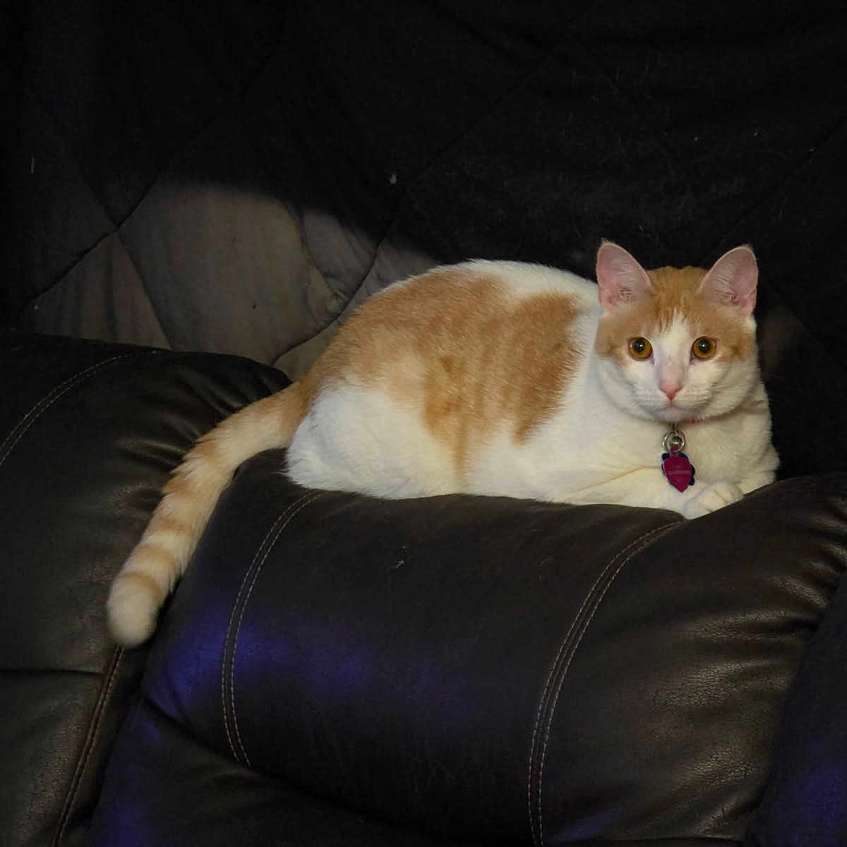 Gussie Mae joined the competition — help win amazing prizes! cat, collar, couch, cozy, domestic, ears, eyes, feline, furniture, indoor, leather_sofa, nighttime, orange_and_white, pet, portrait, resting, sitting, tag, tail, whiskers