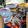 dog, french_bulldog, pet_food, blanket, vehicle_interior, car_seat, window, cage, animal, pet, transportation, crate, brown, gray, orange, blue, sitting, fur, ears, outdoor_view