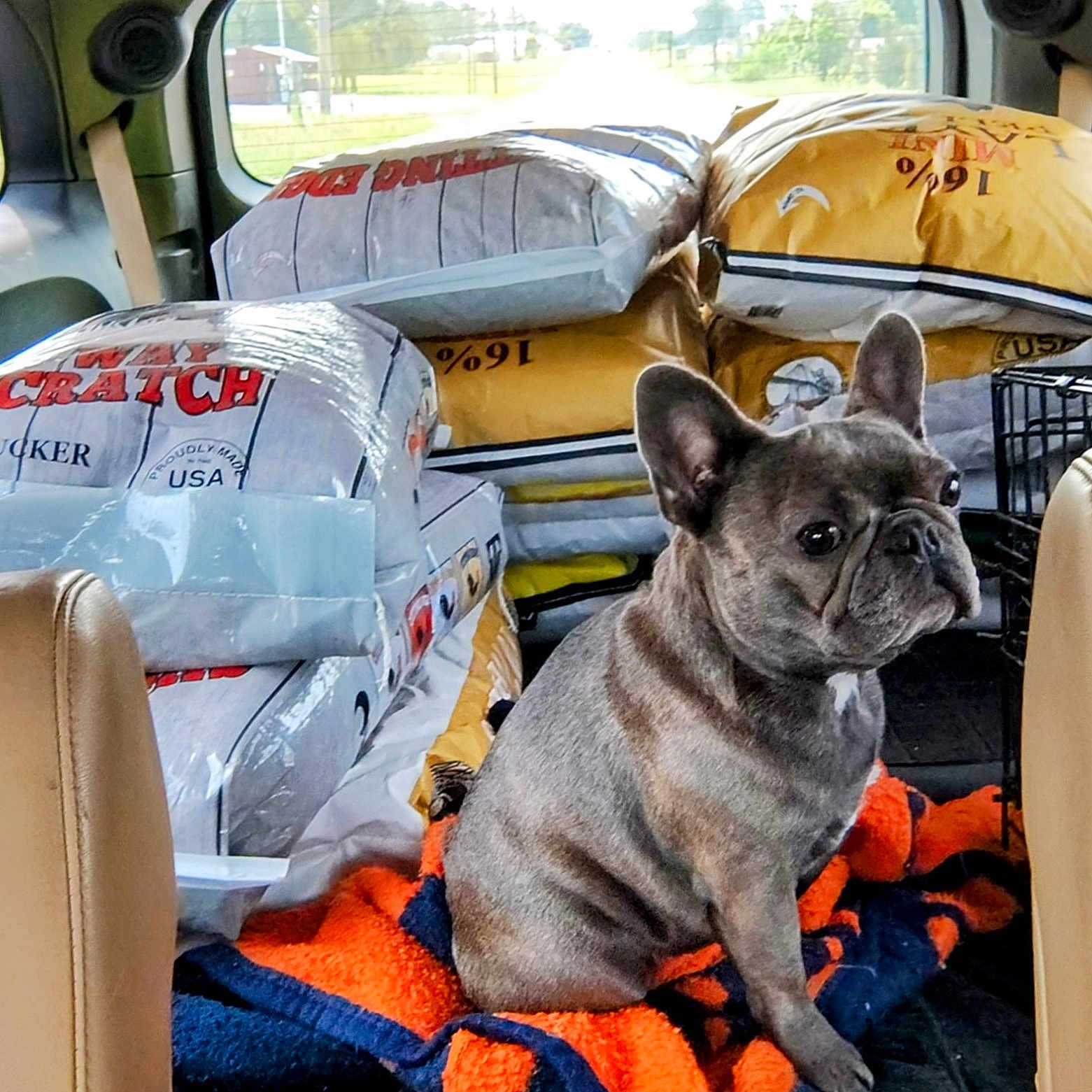 Bit joined the competition — help win amazing prizes! animal, blanket, blue, brown, cage, car_seat, crate, dog, ears, french_bulldog, fur, gray, orange, outdoor_view, pet, pet_food, sitting, transportation, vehicle_interior, window