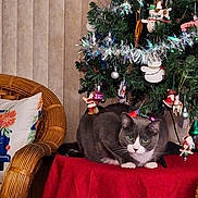 Sander is registered to the contest to win money with this photo: cat, christmas_tree, ornaments, tinsel, red_tablecloth, wicker_chair, pillow, indoor, holiday, decorations, festive, pet, feline, green_eyes, table, cozy, home, relaxed, animal, seasonal