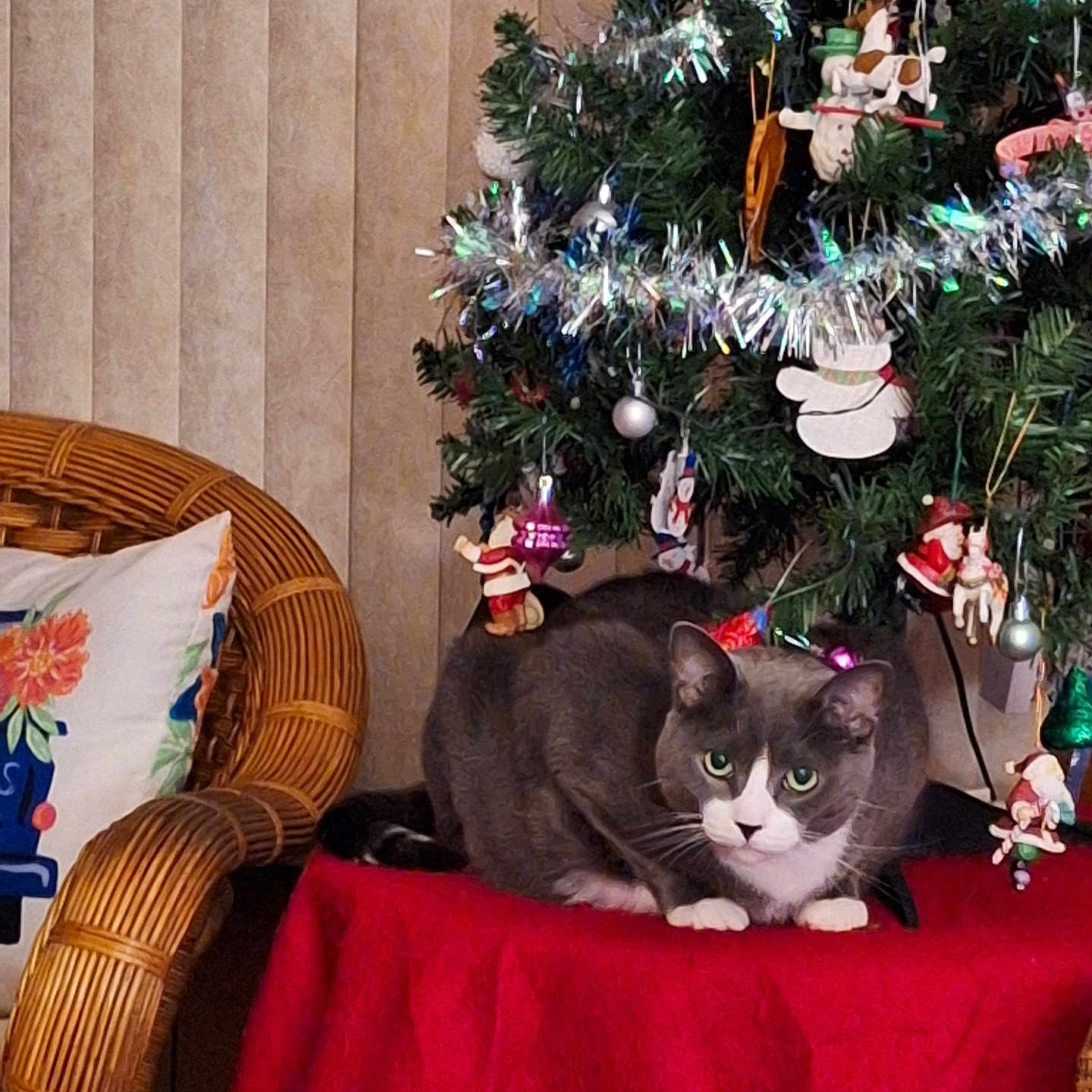 Sander is registered to the contest to win money with this photo: cat, christmas_tree, ornaments, tinsel, red_tablecloth, wicker_chair, pillow, indoor, holiday, decorations, festive, pet, feline, green_eyes, table, cozy, home, relaxed, animal, seasonal