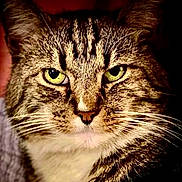 Bobby joined the competition — help win amazing prizes! animal, cat, close_up, cute, domestic_cat, ears, eyes, face, feline, focused, fur, green_eyes, indoor, looking, mammal, nose, pet, portrait, tabby, whiskers