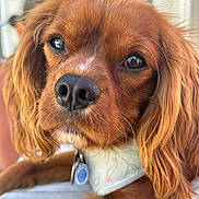 Butterscotch is registered to the contest to win money with this photo: dog, close_up, portrait, brown_fur, black_nose, long_ears, bandana, pet, animal, cute, domestic_animal, outdoor, soft_light, whiskers, fur, canine, looking_at_camera, face, friend, companion