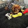 Butterscotch joined the competition — help win amazing prizes! dog, brown_dog, dog_bed, plush_toys, yellow_duck_toy, cow_toy, black_blanket, curtain, tiled_floor, pet_clothing, indoor, cozy, cute, pet, animal, resting, furniture, soft_toys, home, relaxed