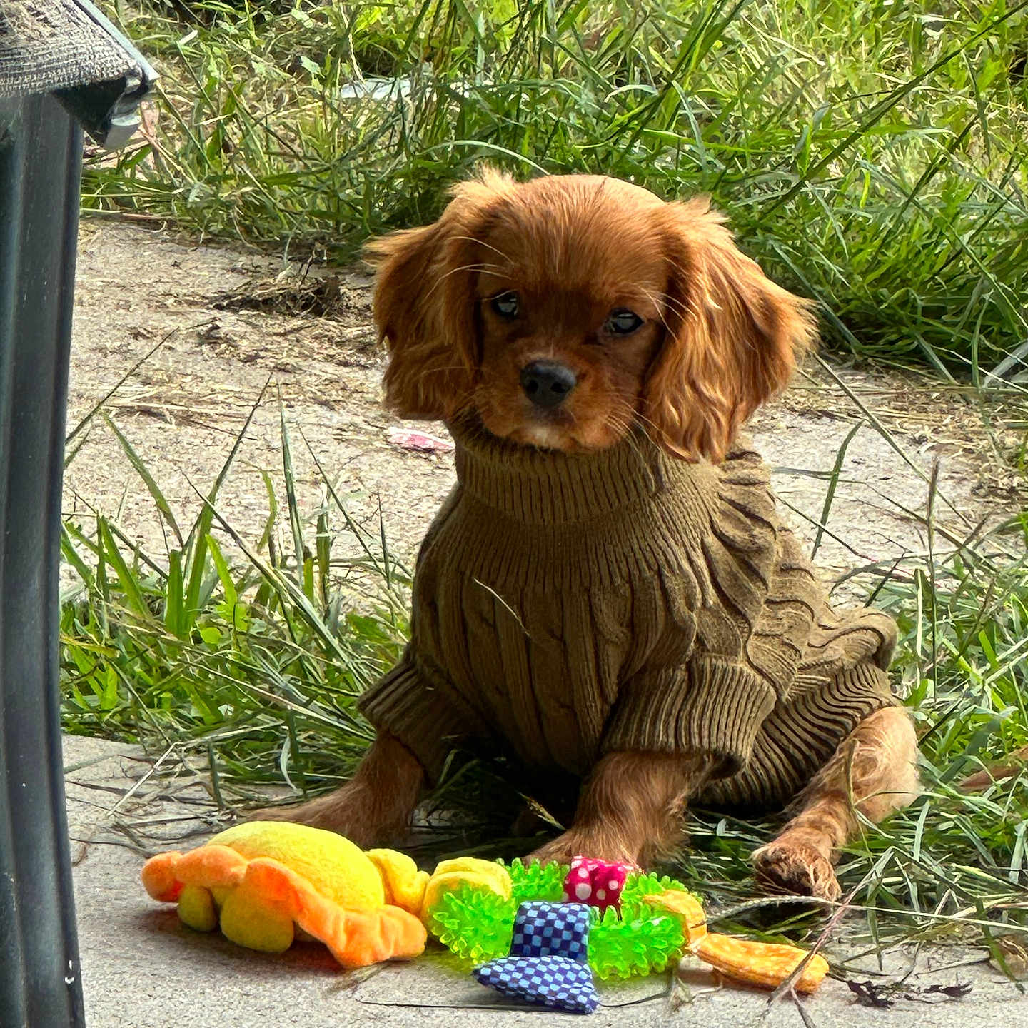 Butterscotch joined the competition — help win amazing prizes! dog, puppy, sweater, toy, grass, outdoor, pet, cute, brown, small_dog, playful, animal, fur, ears, eyes, concrete, nature, cozy, sitting, adorable