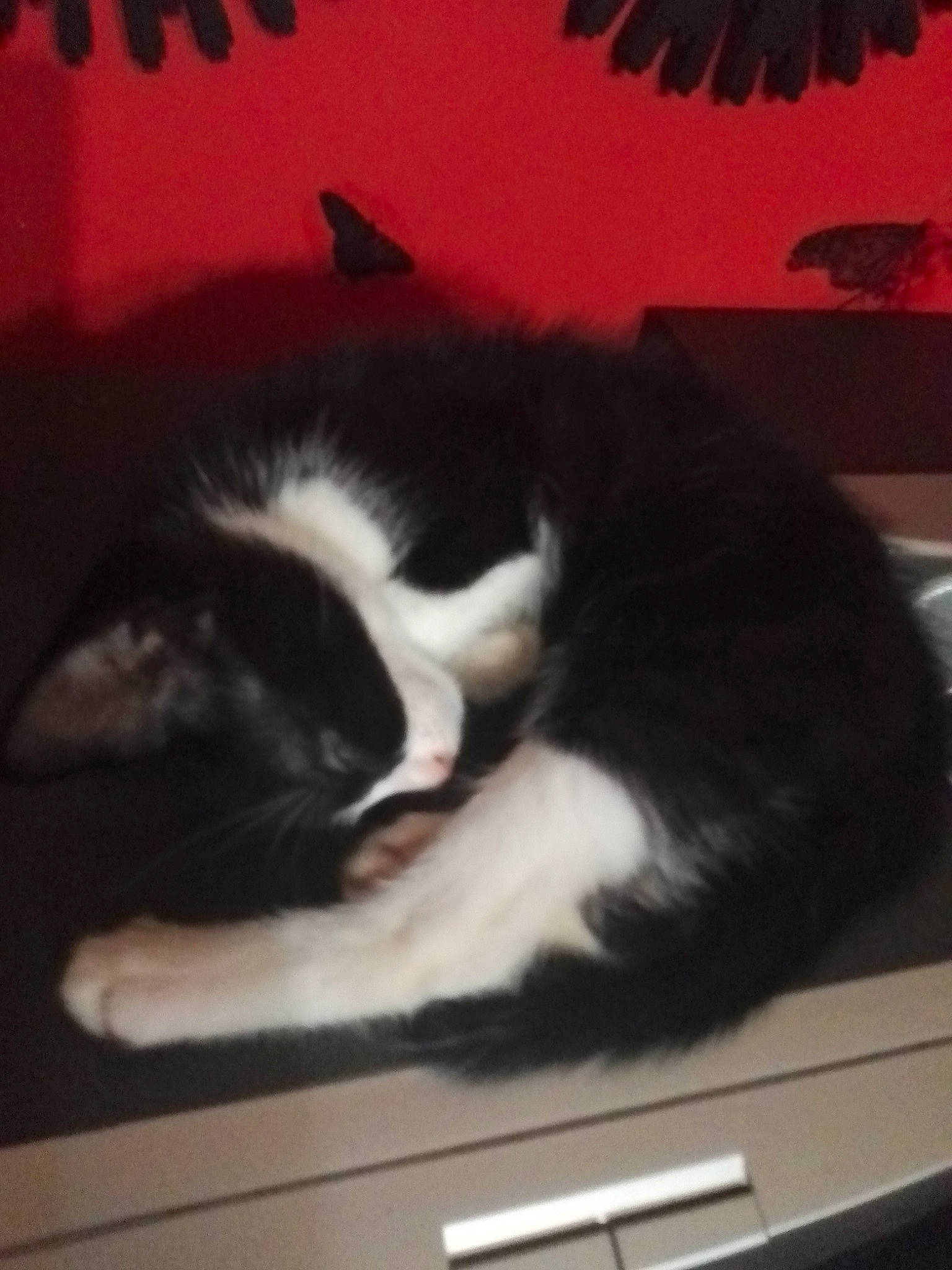 Déesse Et Batman a rejoint le concours — aidez-le/la à gagner de superbes lots ! black_and_white, carnivore, cat, electronic_device, felidae, fur, kitten, sky, small_to_medium_sized_cats, tail, whiskers