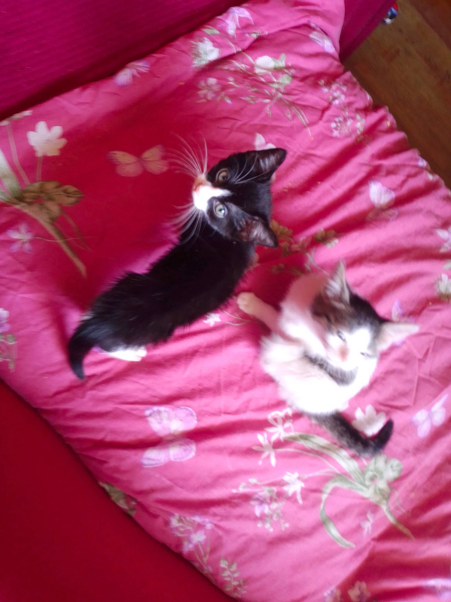 Déesse Et Batman participe au concours pour gagner de l'argent avec cette photo : bed, bed_sheet, canidae, carnivore, cat, dog, dog_breed, felidae, kitten, magenta, non_sporting_group, pink, small_to_medium_sized_cats, tail