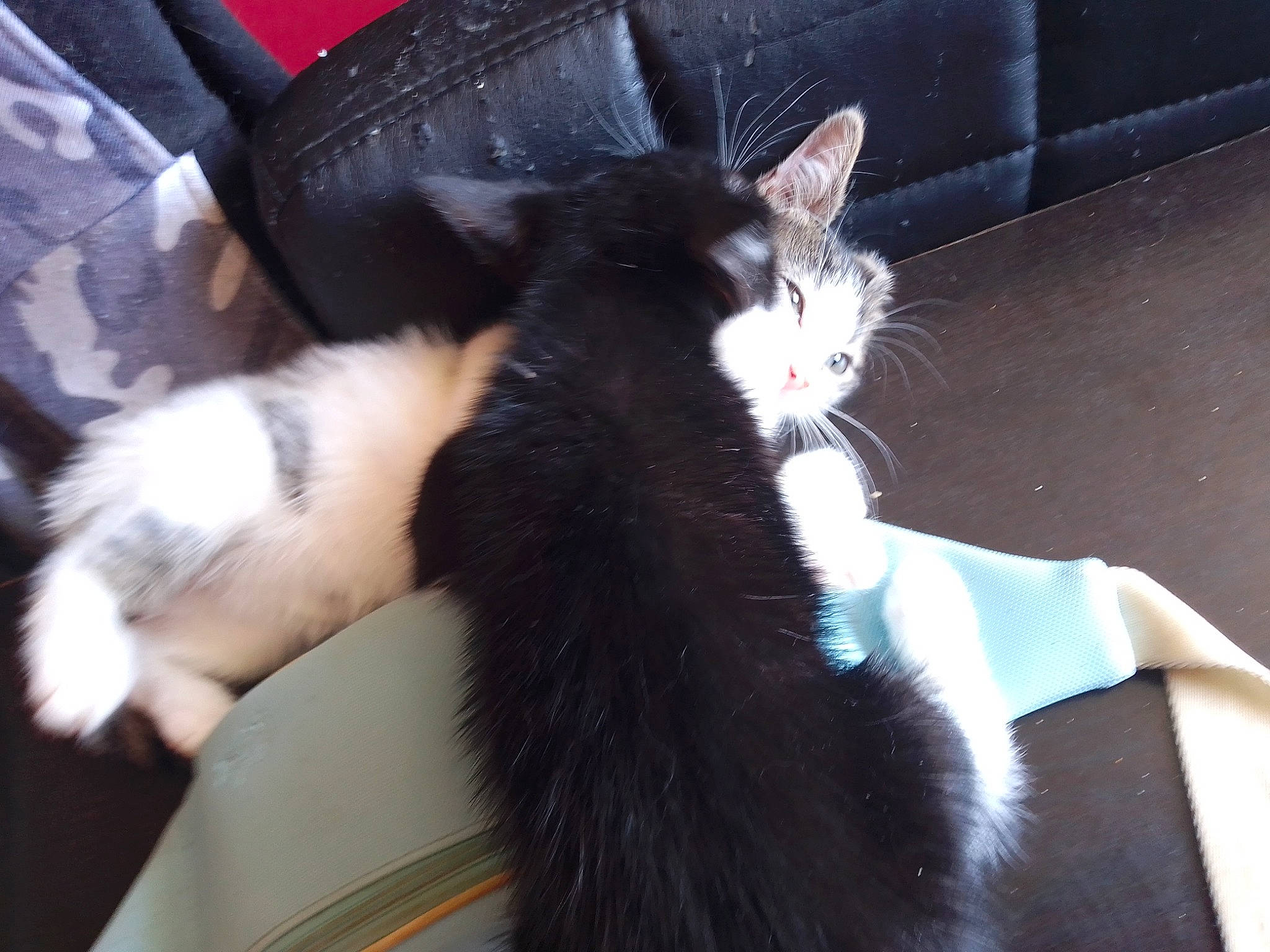 Déesse Et Batman a rejoint le concours — aidez-le/la à gagner de superbes lots ! black_cat, carnivore, cat, domestic_long_haired_cat, ear, felidae, fur, kitten, paw, polydactyl_cat, small_to_medium_sized_cats, tail, whiskers