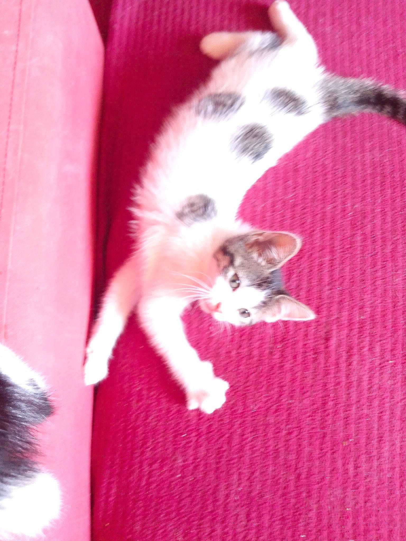 Déesse Et Batman participe au concours pour gagner de l'argent avec cette photo : carnivore, cat, felidae, kitten, mammal, small_to_medium_sized_cats, tail, turkish_angora, whiskers