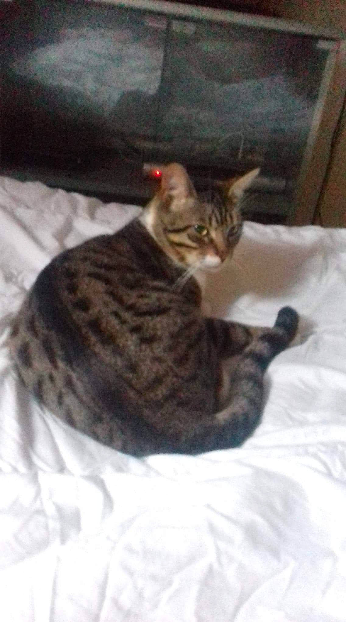 Cupidon a rejoint le concours — aidez-le/la à gagner de superbes lots ! arabian_mau, asian, bengal, california_spangled, carnivore, cat, domestic_short_haired_cat, dragon_li, egyptian_mau, european_shorthair, felidae, german_rex, kitten, mammal, ocicat, small_to_medium_sized_cats, sokoke, tabby_cat, vertebrate, whiskers