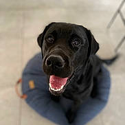 Uzù participe au concours pour gagner de l'argent avec cette photo : animal, bed, black_dog, canine, companion, cute, dog, dog_bed, domestic_animal, floor, friendly, happy, indoor, labrador, looking_up, pet, sitting, smiling, tile_floor, tongue_out