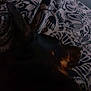 Joy participe au concours pour gagner de l'argent avec cette photo : dog, animal, pet, resting, lying_down, blanket, pattern, dark, shadow, sleeping, fur, closeup, indoor, cozy, quiet, calm, brown, black, ears, snout