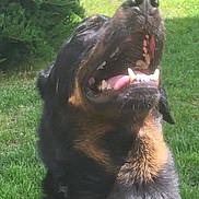 Joy participe au concours pour gagner de l'argent avec cette photo : dog, canine, rottweiler, outdoor, grass, greenery, pet, animal, collar, mouth_open, teeth, tongue, sunlight, nature, happy, playful, fur, head, closeup, snout
