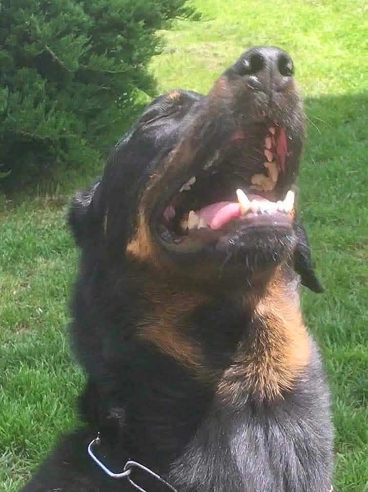 Joy participe au concours pour gagner de l'argent avec cette photo : dog, canine, rottweiler, outdoor, grass, greenery, pet, animal, collar, mouth_open, teeth, tongue, sunlight, nature, happy, playful, fur, head, closeup, snout