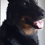 Joy participe au concours pour gagner de l'argent avec cette photo : dog, black_fur, tan_markings, tongue_out, pet, animal, portrait, close_up, indoor, fur, ears, snout, happy, curious, canine, mammal, companion, looking_away, tongue, friendly